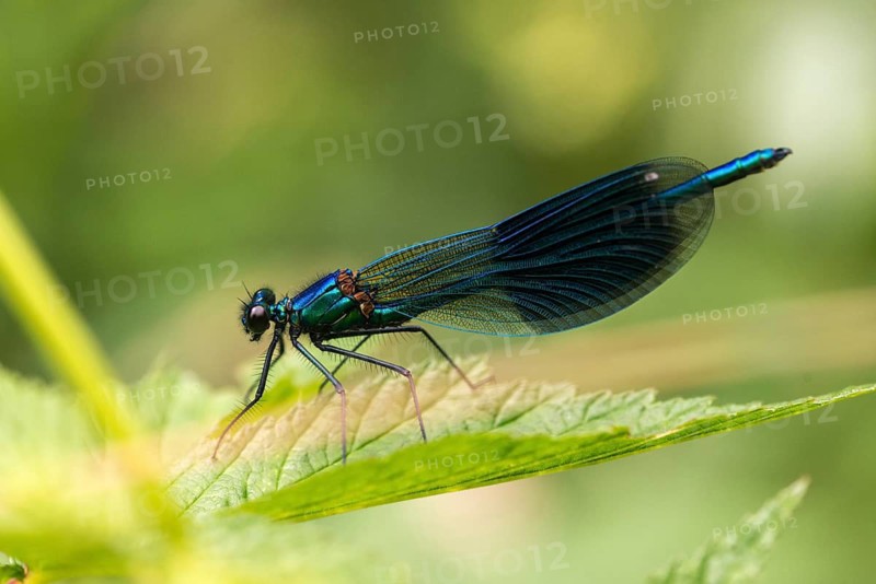 Banded demoiselle, calopteryx splendens, banded dragonfly, damselflies, dragonflies, insects, dragonflies, male, odonata, zygoptera