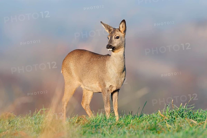 European roe deer (Capreolus capreolus), doe standing in a meadow, Lower Saxony, Germany