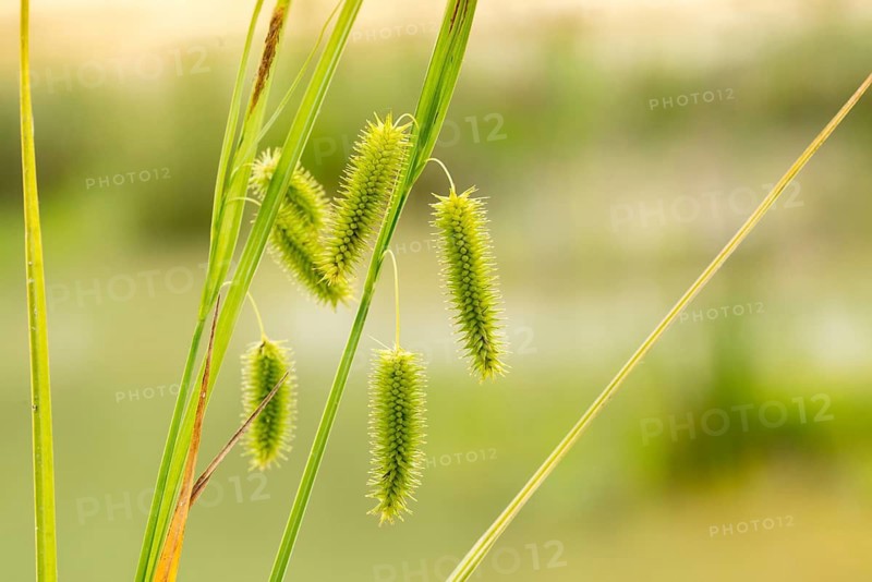 Carex pseudocyperus, cyperaceae, sour grass, false cypress sedge, cyperus sedge, flora, hop sedge, plants
