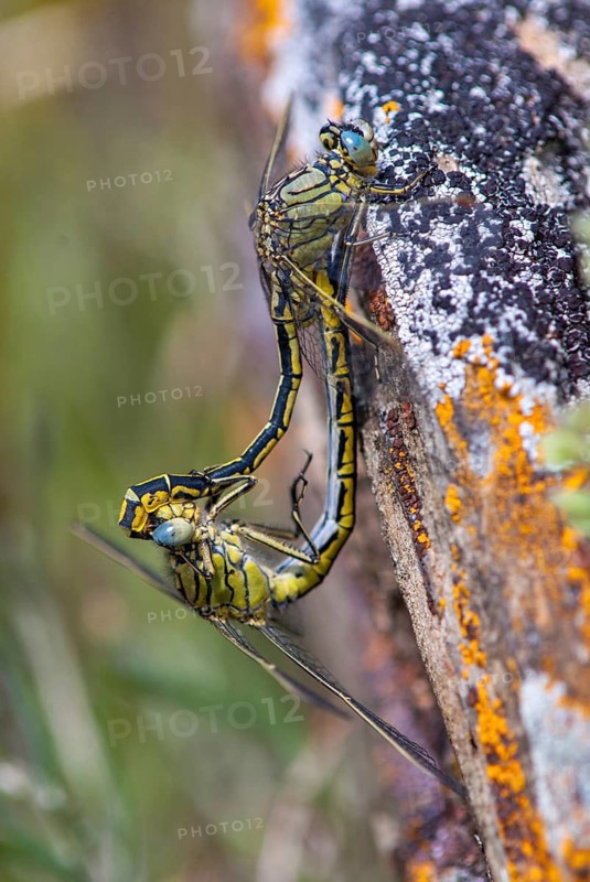 Gomphus pulchellus, western clubtail, western wedge, anisoptera, couple, damselflies, dragonflies, extremadura, female, high size, portrait format, insects, copula, dragonflies, male, mating, mating wheel, male, odonata, mating wheel, Spain, female
