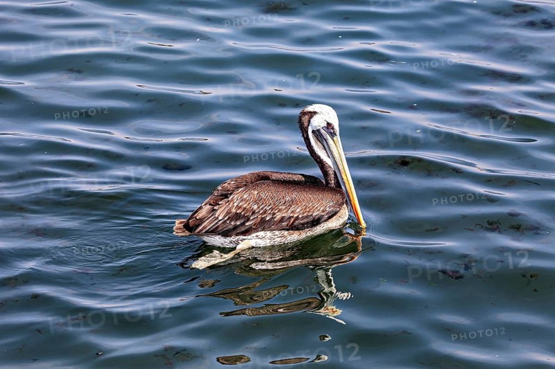 A single bird floats peacefully on the water, its reflection visible, brown pelicans hunting on Paracas beach in Peru (Pelecanus occidentalis)