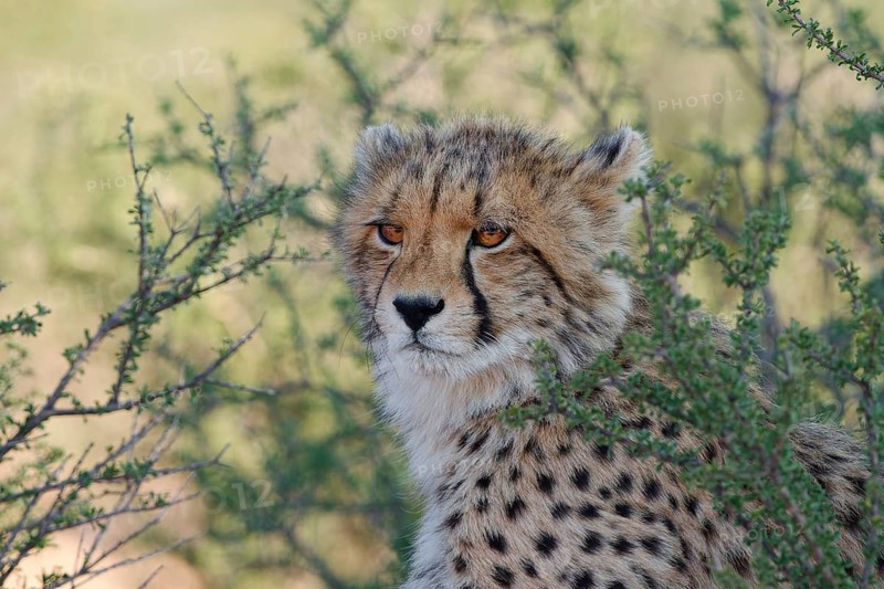 Cheetah (Acinonyx jubatus), young, sitting in the shade among bushes, in the dry grassland, alert, animal portrait, Kgalagadi Transfrontier Park, Northern Cape, South Africa