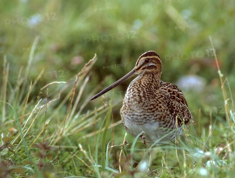 Common snipe, gallinago gallinago, snipe, birds, charadriiformes, leo, limicols, snipe birds, scolopacidae, birds, waders, waders