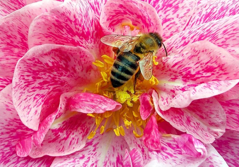 Wild bee on rose blossom, close-up, Deutsches Rosarium, Westfalenpark, Dortmund, North Rhine-Westphalia, Germany