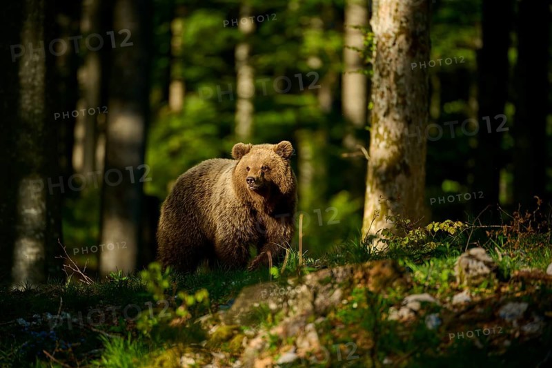 A brown bear looks around intently, surrounded by trees in the forest, European brown bear (Ursus arctos), Slovenia