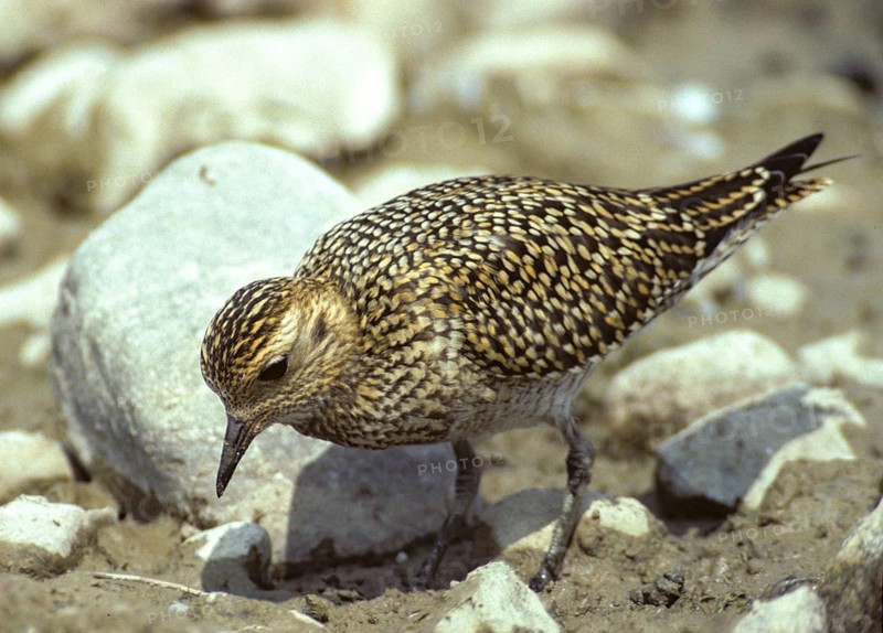 Blackbellied Plover, Grey Plover, Lappialis Squatarola, Birds, Charadriiformes, Adolescent, Juvenile, Leo, Limikolen, Plower, Plower, Plover, Birds, Wader, Wadbirds