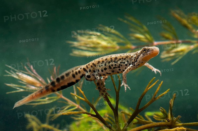 Italian newt, Italian water newt, Lissotriton italicus, Triturus italicus, amphibians, amphibians, caudata, amphibians, male, newt, tailed amphibians, water newts