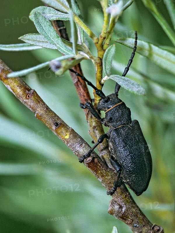 Lamia textor, weaver beetle, weaver buck, beetle, longhorn beetle, coleoptera, high size, portrait format, insects, beetles