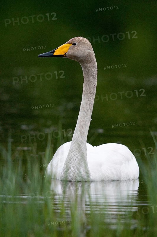 Cygnus Cygnus, Sweden, Singing Swan, Whooper Swan, Anatidae, Birds, Duckbirds, High Size, Portrait, Swan, Swans, Sweden, Birds, Waterbirds