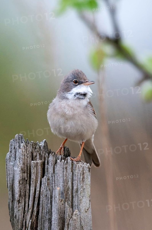 2009, Brandenburg, Warbler, Germany, Nabu, national natural heritage, natural paradise Grünhaus, Sylvia Communis, whitethroat, post-mining landscape, birds, spring, garden, song, green house, high size, portrait format, male, passeri, singing, songbirds, songbirds, jumping, birds