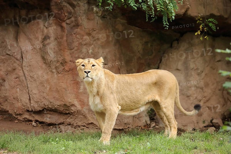 A lion stands in front of a rock in a natural setting and gazes intently, Asiatic Lion (Panthera leo persica) lying down, in captivity, habitat in India, A lion stands in front of a rock face in a zoo, Asiatic Lion (Panthera leo persica) standing, in captivity, habitat in India