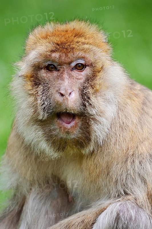 Barbary macaque or magot (Macaca sylvanus), female, portrait, occurring in Morocco, Algeria and Gibraltar