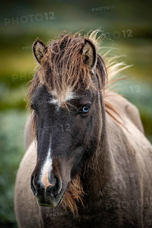 Close-up of horse with dark grey fur and attentive gaze, Norwegian fjord horses, in tundra, landscape, half-wild horse Dovrefjell National Park, Oppdal, Norway
