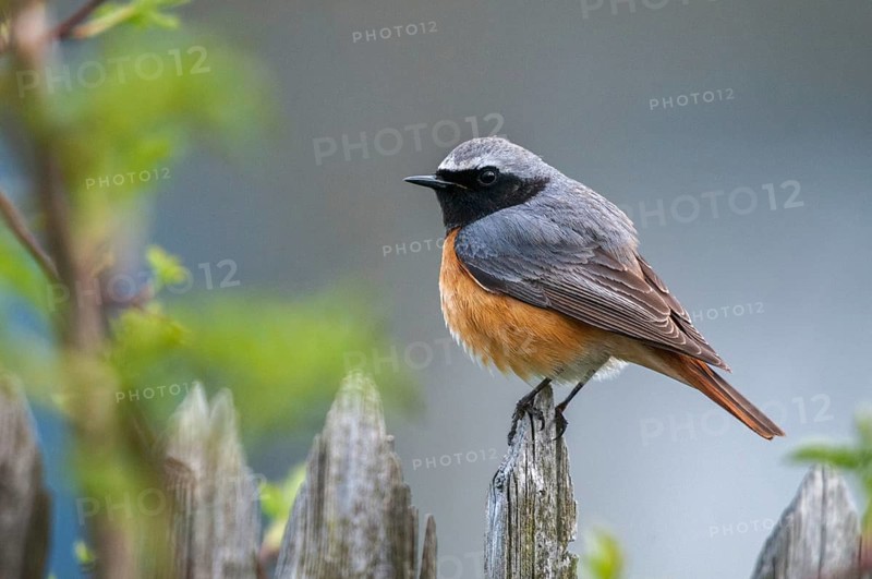 Garden redtail, Phoenicurus phoenicurus, redstart, birds, garden fence, garden birds, garden fence, male, passeri, songbirds, birds