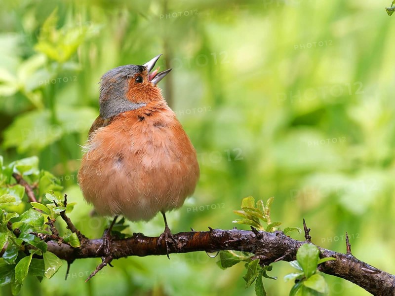 Chaffinch (Fringilla coelebs), male perched on a blackthorn branch (Prunus spinosa), Solms, Hesse, Germany