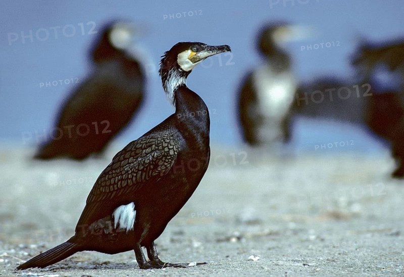 Black shag, cormorant, phalacrocorax carbo, birds, breeding plumage, brood dress, leo, pelecaniforms, magnificent dress, ropedes, birds, waterbirds, waterbirds