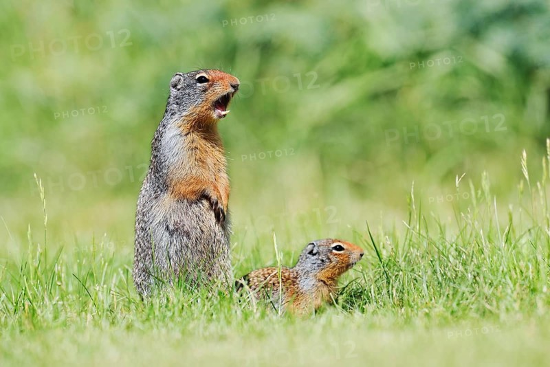 Columbia ground squirrel (Urocitellus columbianus, Spermophilus columbianus), a calling female with a young, Waterton Lakes National Park, Alberta, Canada