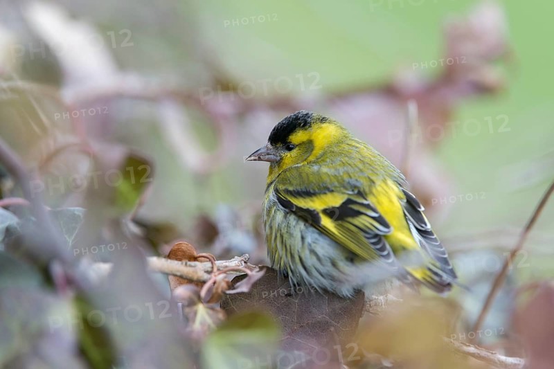 Carduelis spinus, siskin, spinus spinus, siskin, birds, male, passeri, songbirds, birds