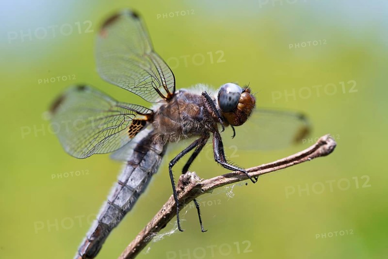 Libellula fulva, scarce chaser, spike spot, anisoptera, damselflies, dragonflies, insects, dragonflies, odonata