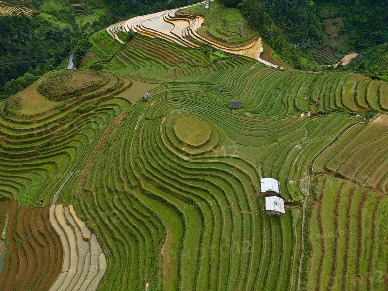 Aerial view of rice terraces setting new fresh green rice, new fresh green rice seedlings at Mù Cang Ch?i, Mu Cang Chai District, Lào Cai Province, North Vietnam, Vietnam