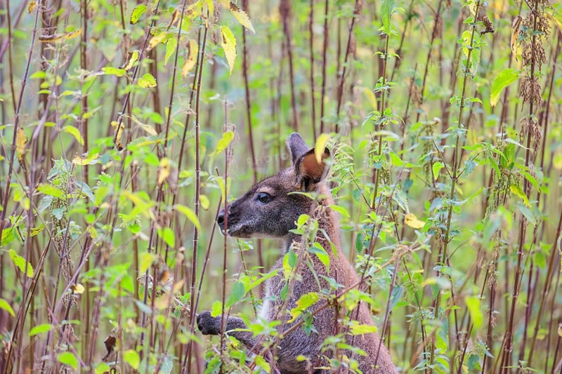 A red-necked wallaby (Macropus rufogriseus) sits on a cloudy day amidst tall, dense clumps of stinging nettles, eating the leaves. Eastern Australia, Tasmania, islands of Bass Strait
