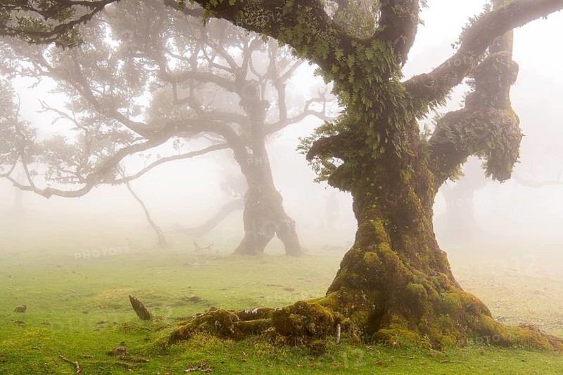 Laurel trees (Laurus nobilis) on Madeira, Fanal, Madeira, Portugal