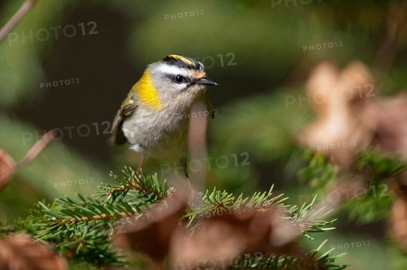Common firecrest, golden chickens, regulus ignicapillus, golden chickens, birds, passeri, songbirds, songbirds, birds