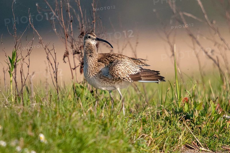 Numenius phaeopus, curlew, whimbrel, birds, charadriiformes, limicoles, snipe birds, scolopacidae, birds, waders, waders