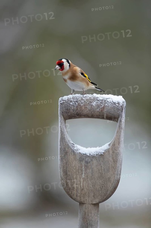 European goldfinch (Carduelis carduelis) adult bird perched on a snow covered garden fork handle in winter, England, United Kingdom