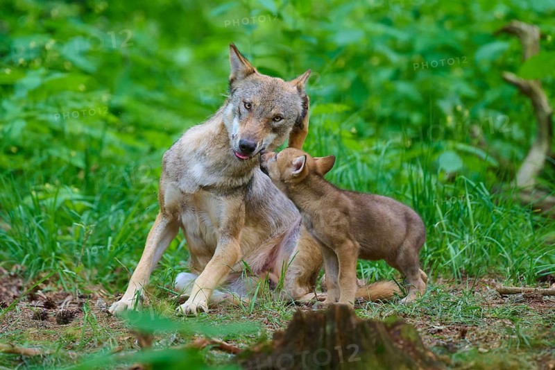 A wolf shows affection for a puppy in a green forest, summer, wolf (Canis lupus), Germany
