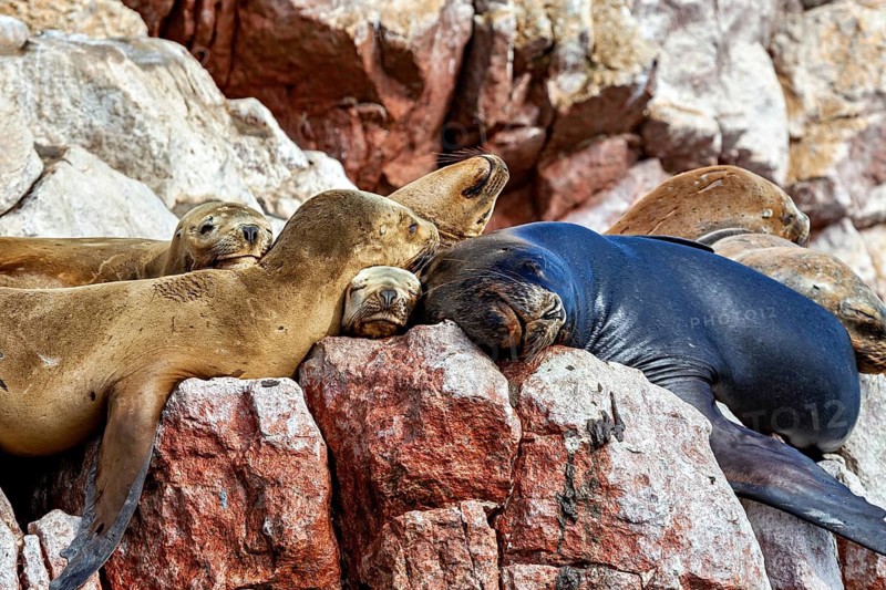Sea lions rest on red rocks, surrounded by rocky scenery, relaxed and peaceful. The South American sea lions on the rocks of the Islas Ballestas near Paracas in Peru (Otaria byronia)