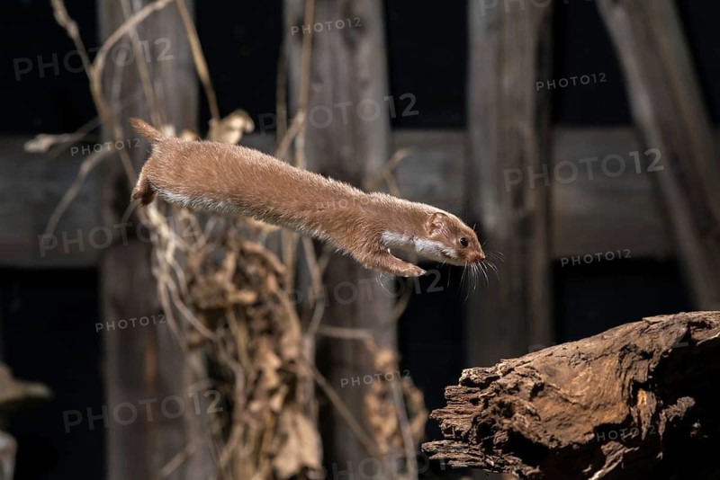 Carnivora, least weasel, mouse weasel, mustela nivalis, predators, bolt, mammals, raptors, jump, mammals