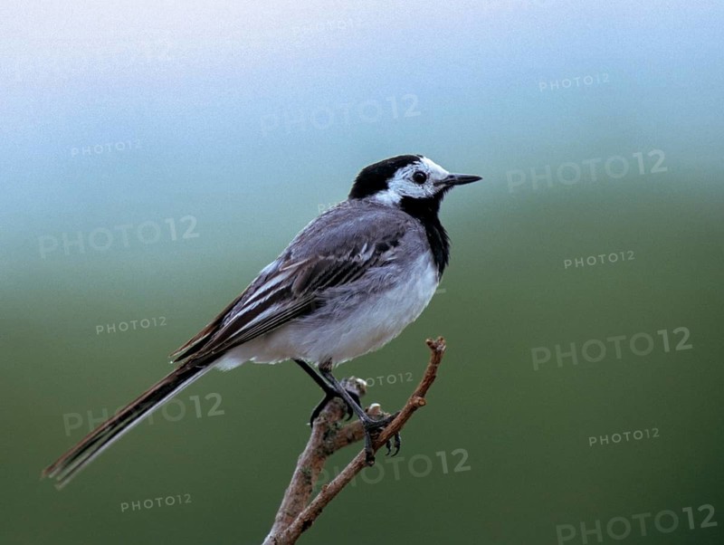 Wagtail, Motacilla Alba, White Wagtail, Birds, Leo, Passeri, Songbirds, Birds