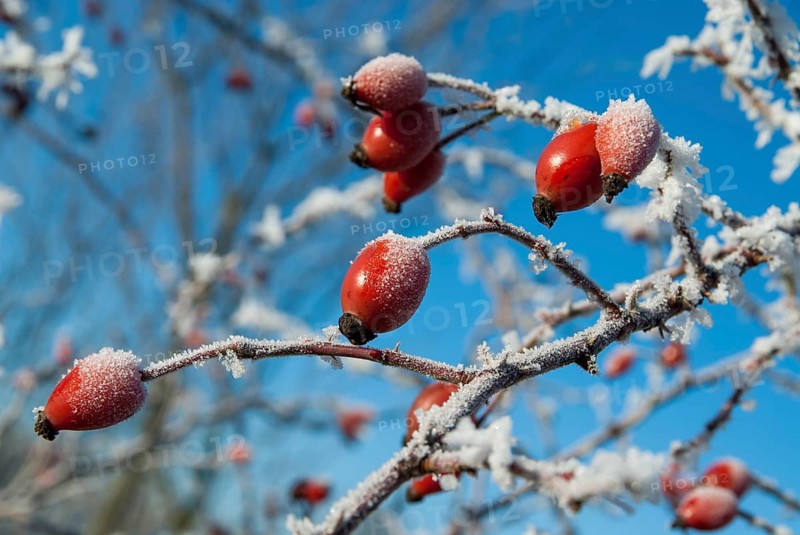 Dog rose, pink canina, dog rose, flora, fruits, dogrose, plants, hoarfrost, rime, winter