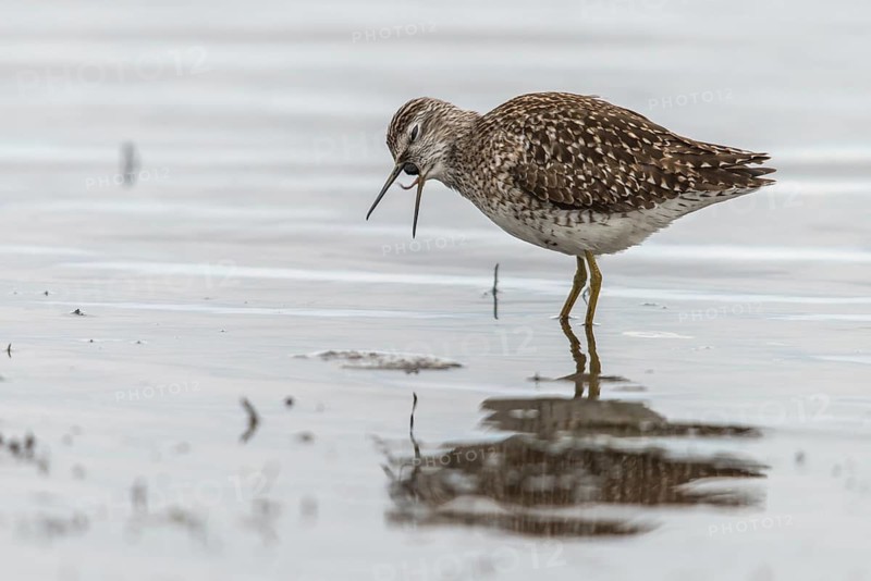 Bruchwasserlaeufer, tringa glareola, wood sandpiper, birds, charadriiformes, swamps, limikolen, pellet, snipe birds, scolopacidae, bales, birds, waders, waders