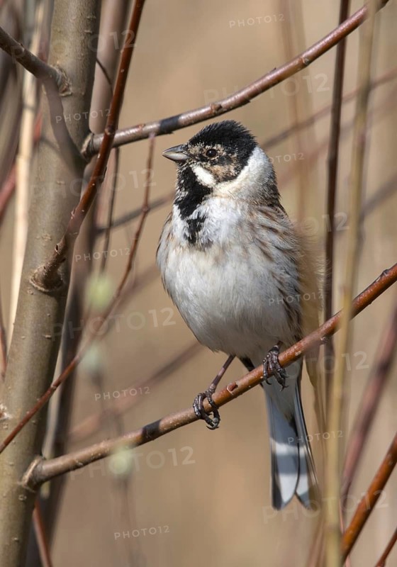 Emberiza Schoeniclus, reed bunting, birds, high size, portrait format, male, passeri, songbirds, birds