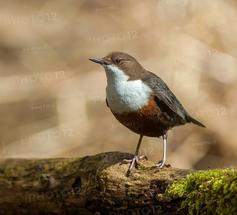 Cinclus cinclus, dippers, birds, female, passeri, songbirds, songbirds, birds, female