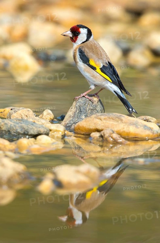 Carduelis carduelis, goldfinch, goldfinch, goldfinch, bath, bird bath, birds, high size, portrait format, mirror, passeri, songbirds, mirror image, drinking, birdbath, birds, watering place