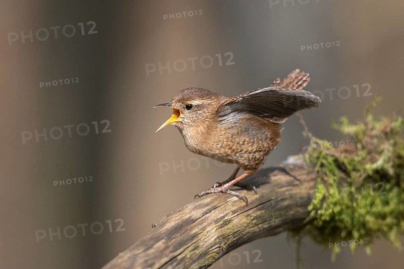 Troglodytes troglodytes, wren, birds, song, passeri, singing, songbirds, birds