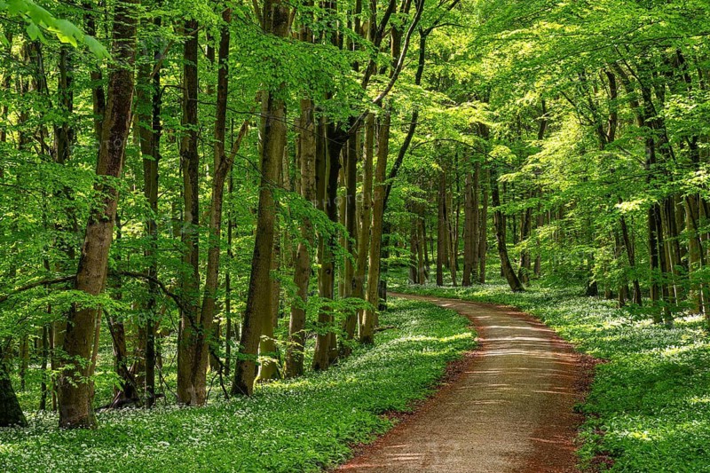 An idyllic forest path through a springtime beech primeval forest bathed in atmospheric light, flanked by fields of white-flowering wild garlic (Allium ursinum), Hainich National Park, Thuringia, Germany