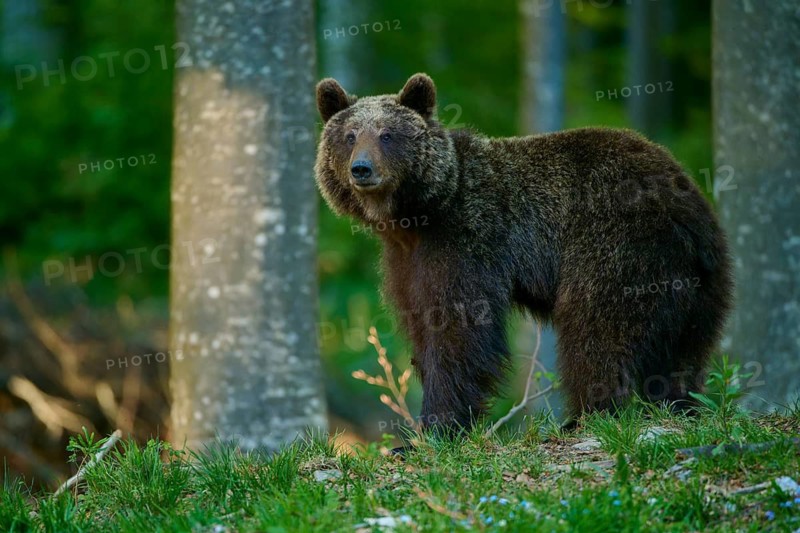 A powerful brown bear stands in the forest, looking intently, European brown bear (Ursus arctos), Slovenia