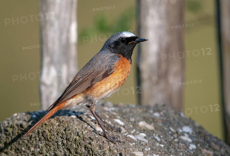 Garden redtail, Phoenicurus phoenicurus, redstart, birds, garden fence, garden birds, garden fence, male, passeri, songbirds, birds