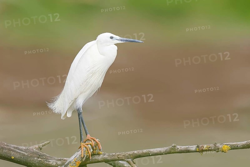 Little Egret (Egretta garzetta), adult bird, perched on a branch, wildlife, nature photography, egret, Altmühlsee, Altmühltal, Franconian Lake District, Middle Franconia, Franconia, Bavaria, Germany