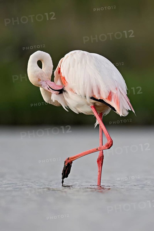 Pink flamingo (Phoenicopterus roseus), standing in the water preening its plumage, Camargue Regional Nature Park, southern France
