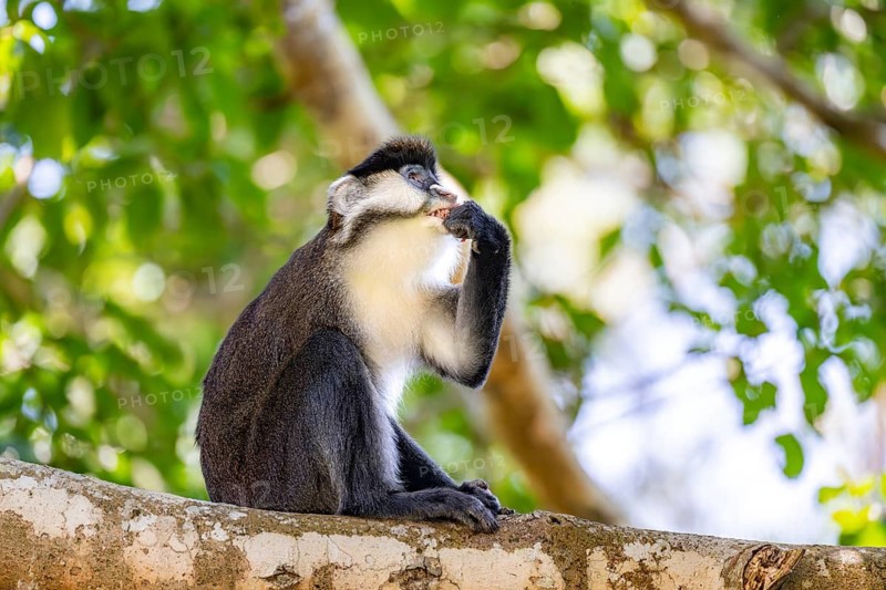 Red-tailed guenon or Congo white-nosed guenon (Cercopithecus ascanius schmidti), sitting on a tree, eating a fruit, Bigodi, Western Region, Uganda