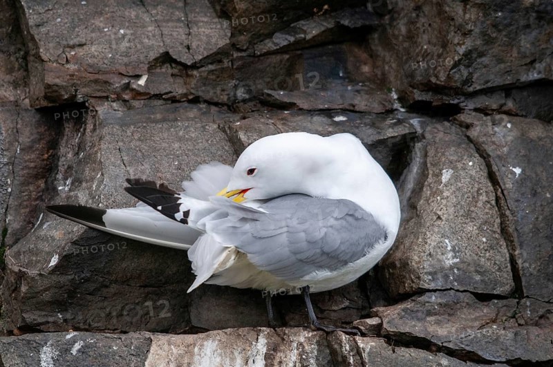 Black-legged Kittiwake, Black-legged Kittiwake, Norway, Rissa Tridactyla, Varanger, Birds, Charadriiformes, Gulls, Limikolen, Seagulls, Birds