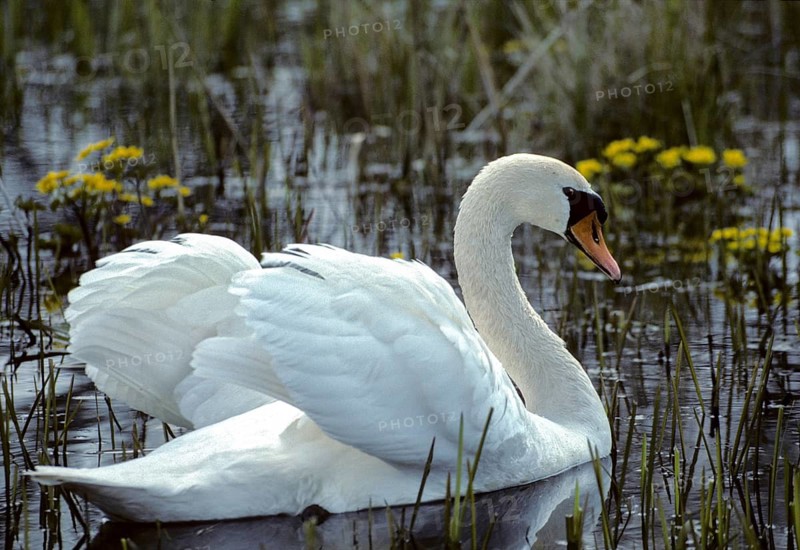 Cygnus olor, mute swan, anatidae, birds, duckbirds, mute swan, male, swan, swans, swans, birds, waterbirds, waterbirds