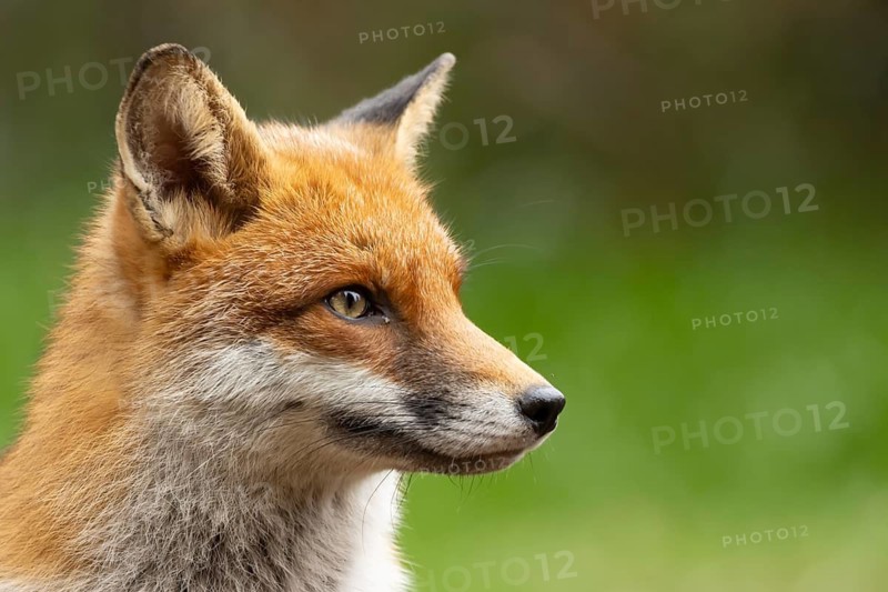 Red fox (Vulpes vulpes) adult animal head portrait, England, United Kingdom