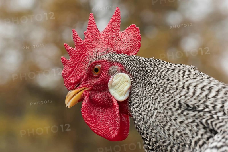 Portrait of a dwarf Italian rooster striped