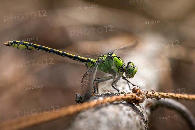 Green culbtail, green snaketail, green wedge, ophiogomphus cecilia, anisoptera, damselflies, dragonflies, insects, dragonflies, odonata